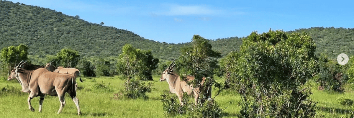Wageni Tours & Safaris