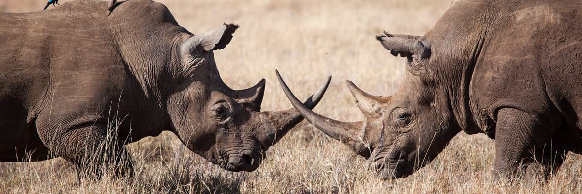 Nature Bound Africa