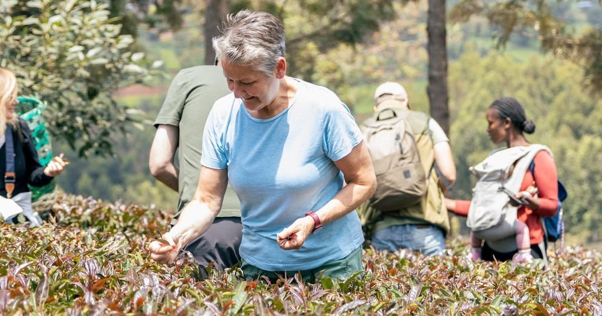 Tourists picking tea leaves is a hands-on activity where visitors walk through tea farms and learn how to carefully pluck fresh tea shoots while experiencing local farming culture.