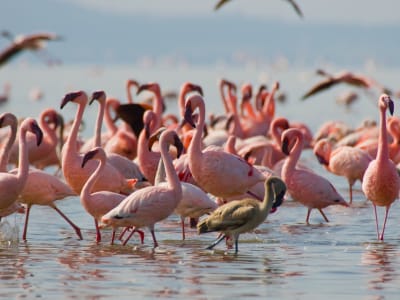 5 Days Kenya Birding Safari