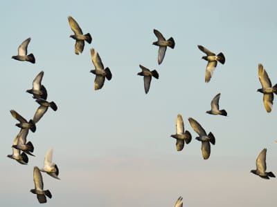 3 Days Kenya Birding Safari