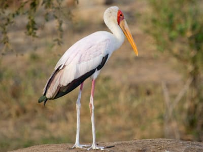 5 Days Aberdares & Nanyuki Safari