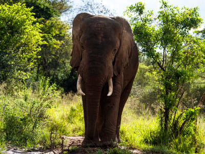 3 Days Akagera National Park Safari Rwanda