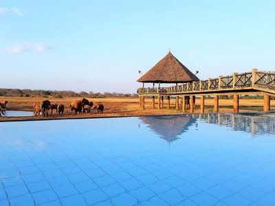 Salt Lick Lodge Safari