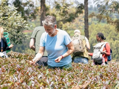 1-Day Gatura Greens Purple Tea Farm Experience