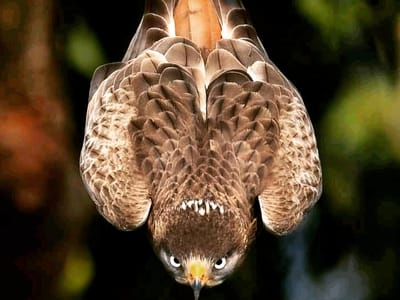Dunga Birdwatching Experience