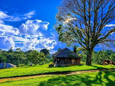 Castle Forest & Kamweti Waterfall, Mount Kenya