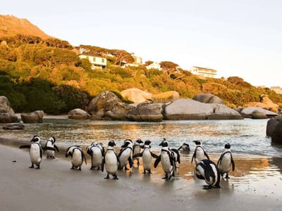 Twende South Africa Cape Town Adventure