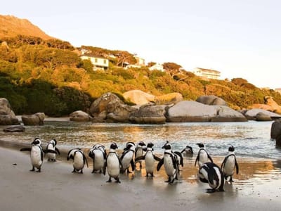 6-Day Cape Town City & Coastal Tour - Dec 2026