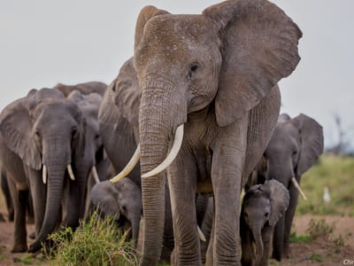 Amboseli 2 days safari mid Nov