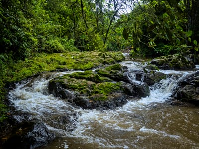 Castle Forest & Kamweti Waterfall, Mt. Kenya