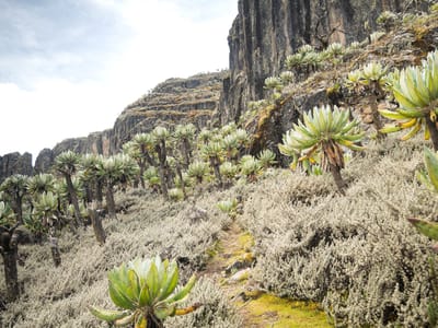 Mt. Elgon Hike