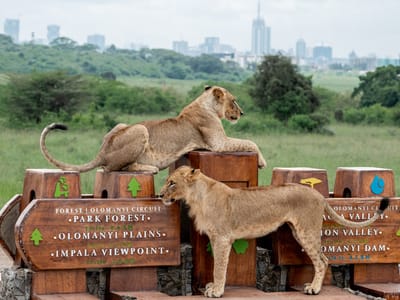 Nairobi National Park Game Drive