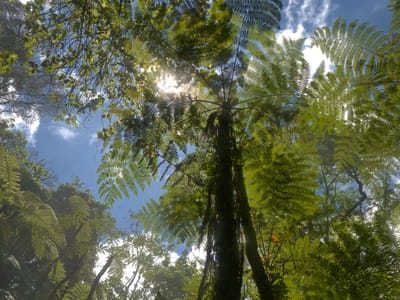 Kereita Forest Hike