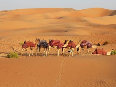 Dubai City Tour & Safari Package