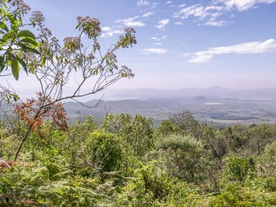 Eburru Forest Trek (Eastern Summit)