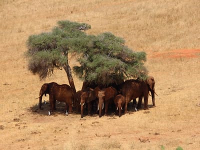 10-Days Kenya Safari Circuit – North to South Safari