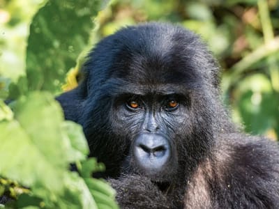 3 Days Gorilla Trekking in Bwindi, Uganda