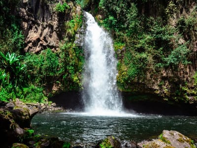 Nyambene Forest Hike