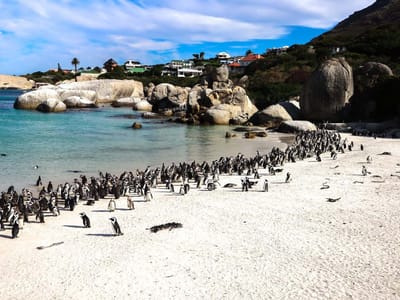 Cape Town Tour