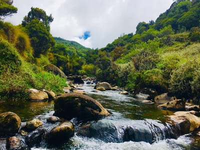 CASTLE FOREST HIKE & KAMWETI FALLS