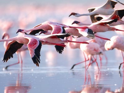 Lake Nakuru 2 Nights Getaways