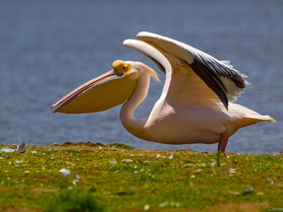 Lake Nakuru 2 Days Safari