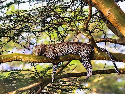 4 Days Maasai Mara – Nakuru Safari