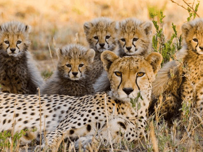 Masai Mara Wildebeest Migration Safari - 3 Days 2 Nights