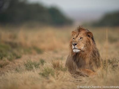 2 Days 1 Night Masai Mara Budget Safari