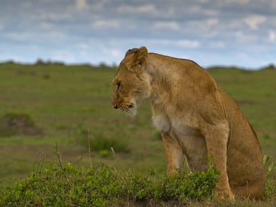 4 Days Maasai Mara Game Safari