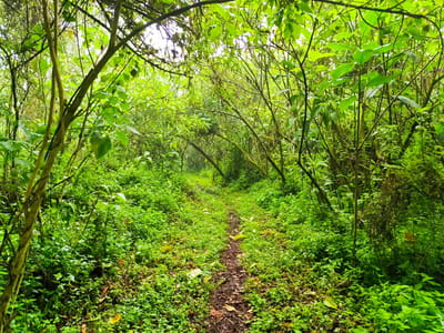 Oldoinyo Eburru Forest Hike – Western Summit Trail