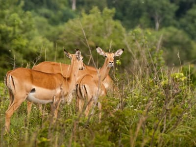 3 Days Group Joining Maasai Mara Safari
