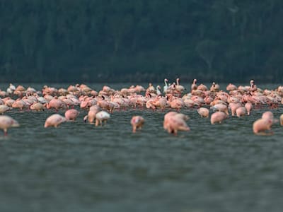 Soysambu Conservancy Tour
