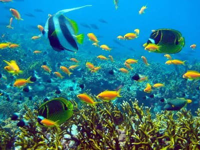 Mafia Island, Tanzania: Marine Encounters & Coral Gardens