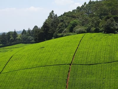 Tigoni Tea Farms Backcountry Trek