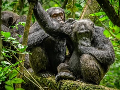 4 Days Kibale Chimpanzee & Bwindi Gorilla Trek Uganda
