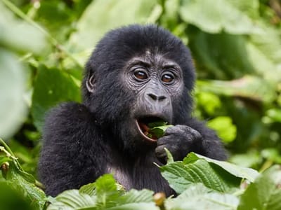 Bwindi Park Gorilla Trekking