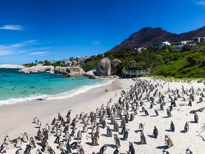 Cape Town Adventure Tour