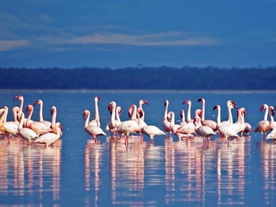 4 Days Masai Mara & Lake Nakuru Safari