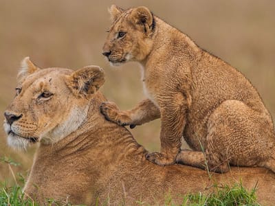 3 Days Masai Mara Safari