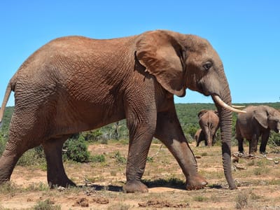 10 Days Ultimate Tanzania Safari & Zanzibar Beach Escape