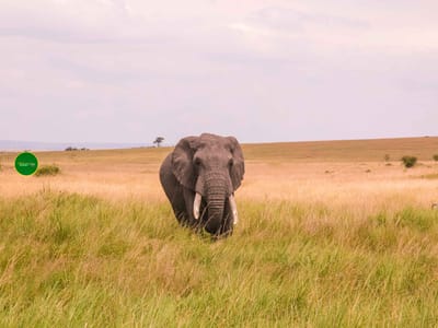 Masai Mara Safari 3days & 2nights