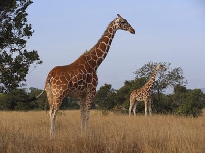 14 Days Kenya to Tanzania Big Five Safari Expedition