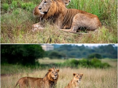 Nairobi National Park Game Drive & Giraffe Centre