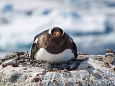 6-Day Cape Town City & Coastal Tour - Nov 2026