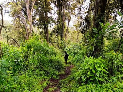 Eburru Forest (Eastern Summit)