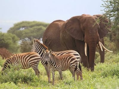 Amboseli National Park Safari