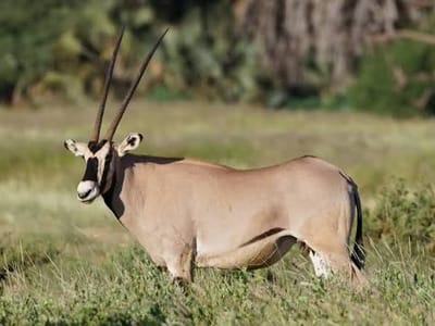 Samburu & Buffalo Springs Overland Truck Party