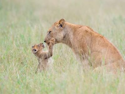 Nairobi National Park Sunday Game Drive